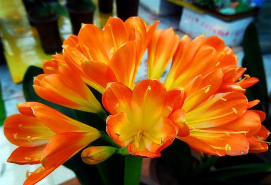 立春了,君子兰换盆正当时,牢记6个小细节,根系粗壮叶子肥