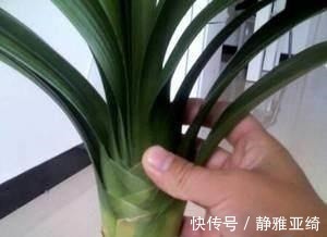 黄叶烂根|这四种过期药片可别扔了,兑水一浇,黄叶烂根都能治,花越长越旺!