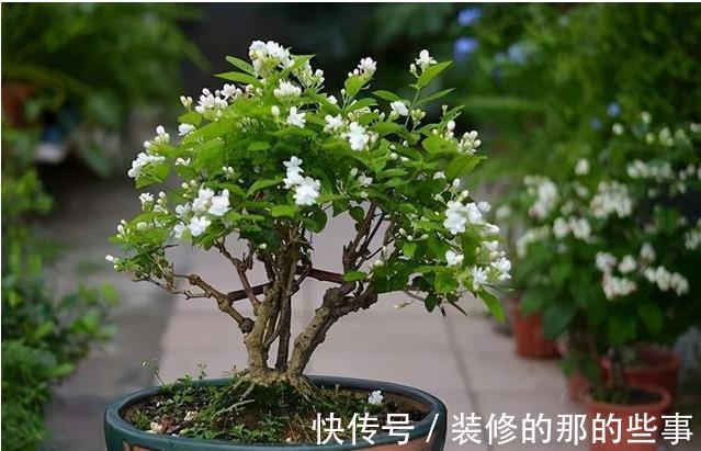 植物|日常简单操作,就让“茉莉”盆栽开花多,其他花草也这样养