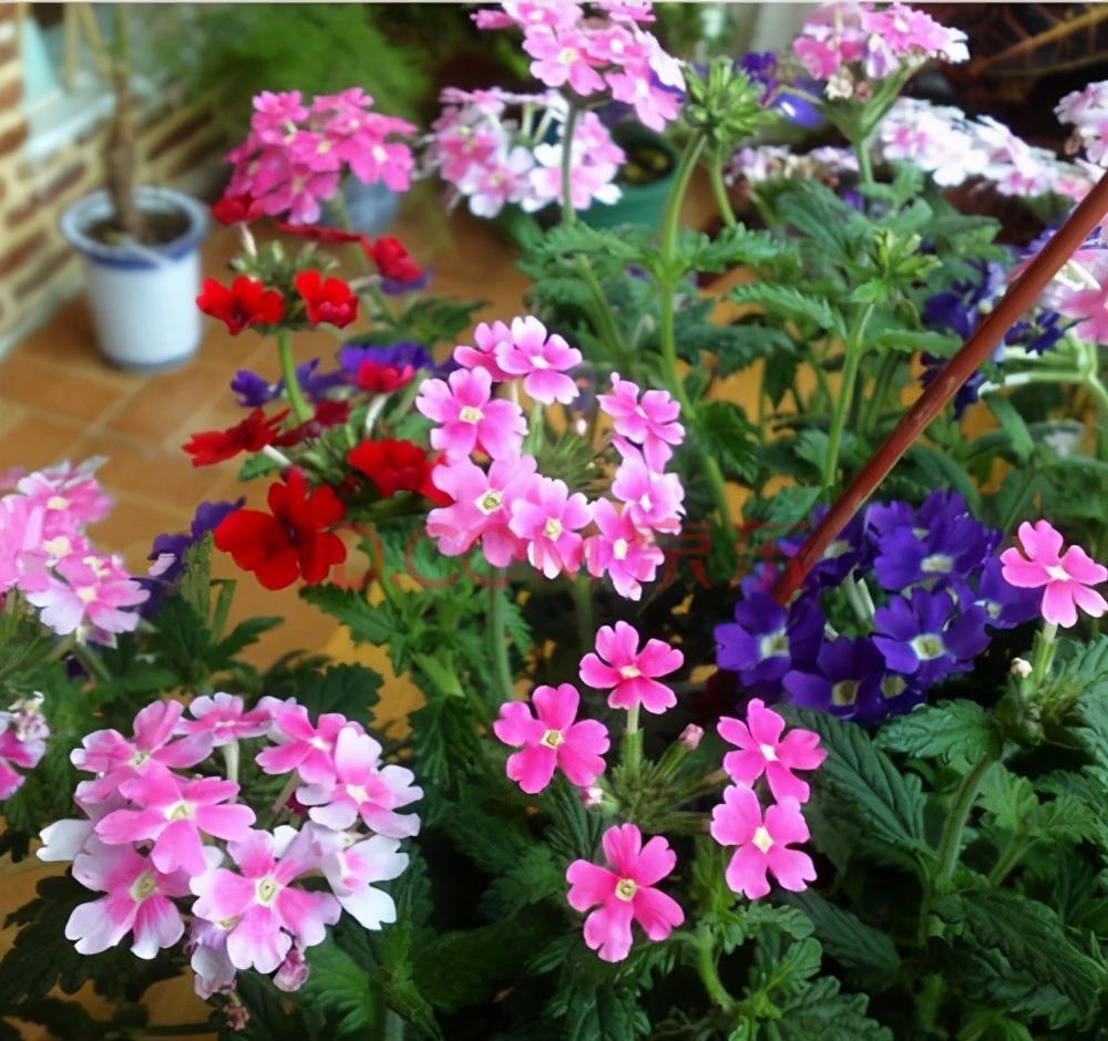 想要窗台美美哒，8种花草养起来，一晒就开花