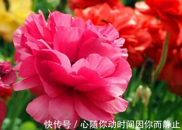 4种花现在养刚刚好,夏天开花很漂亮,阳台养几盆,变成花海