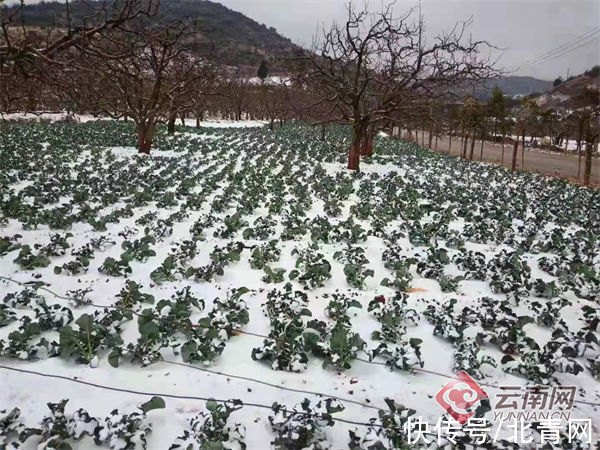 寒潮来袭！粮油作物、蔬菜、柑橘低温雨雪冰冻天气防灾减灾技术措施(图1)