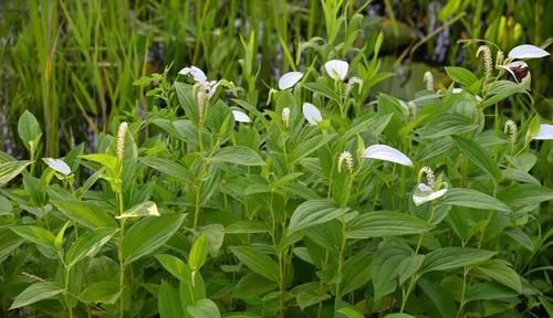 生长在水田边，请别当杂草除掉，俗称“脚气草