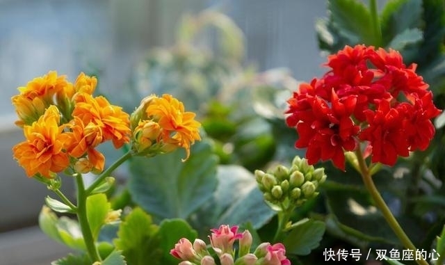 长寿花“夏必死”?避开误区“撒欢长”,还能再绽放小半年