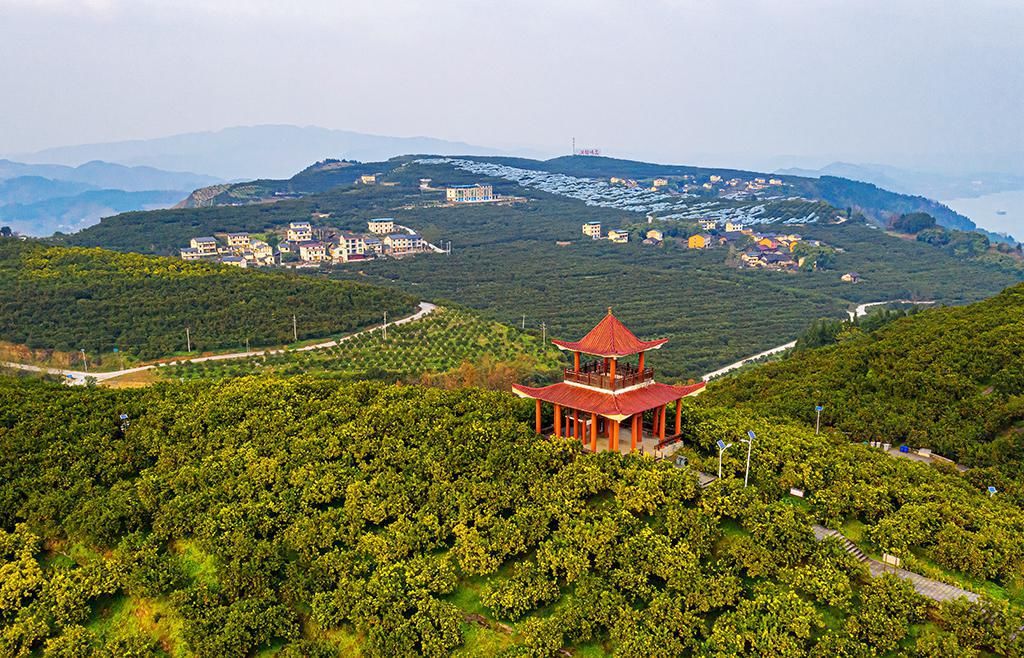 忠县：满山橘黄似春景