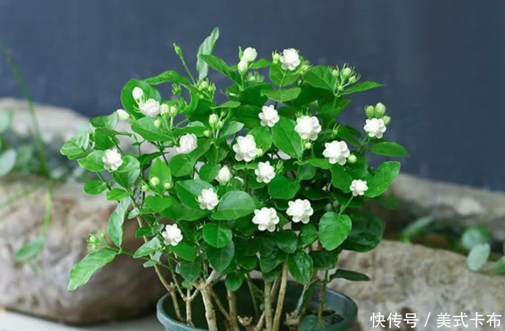 松针|此种养花土养啥旺啥,该怎么制作?混入它们,营养更全面