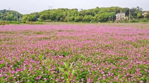 长沙的这些赏花秘境 你知道吗？|韵味湖南 | a2921