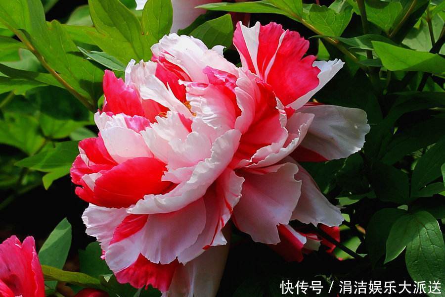 牡丹|芍药、牡丹啥傻傻分不清记住这几点就行啦!