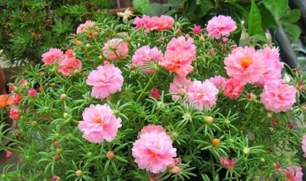 长寿花|4种花,喜欢“掐”掐得越多,就越不容易长出浓密的门户