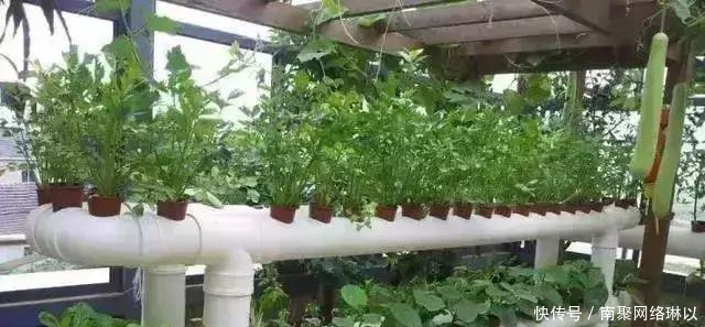 开槽|阳台别再晒衣服了,用一根水管,就能种出全家人吃的菜!