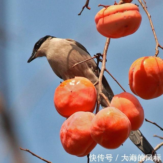 七律@平水韵七律.仲冬晨望.子月晨曦如水清,万柯疏朗黄鸟鸣