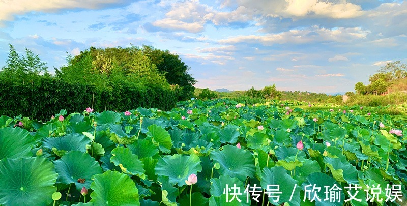 荷花|重庆涪陵：秋日荷花更惹眼