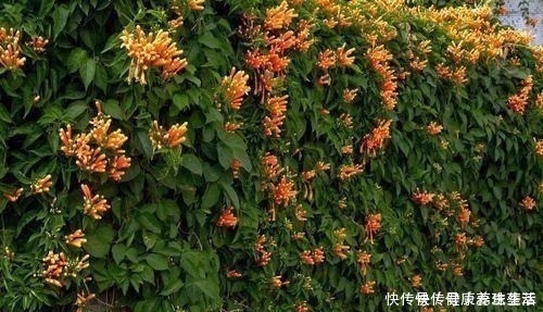 三角梅|这几种花养在墙角最合适,顺着墙开花成海,盛夏也极美!