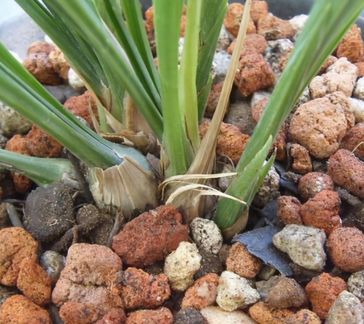 兰花忒难养?配个好土,咋养咋壮,花箭一米八,香喷喷的报岁花