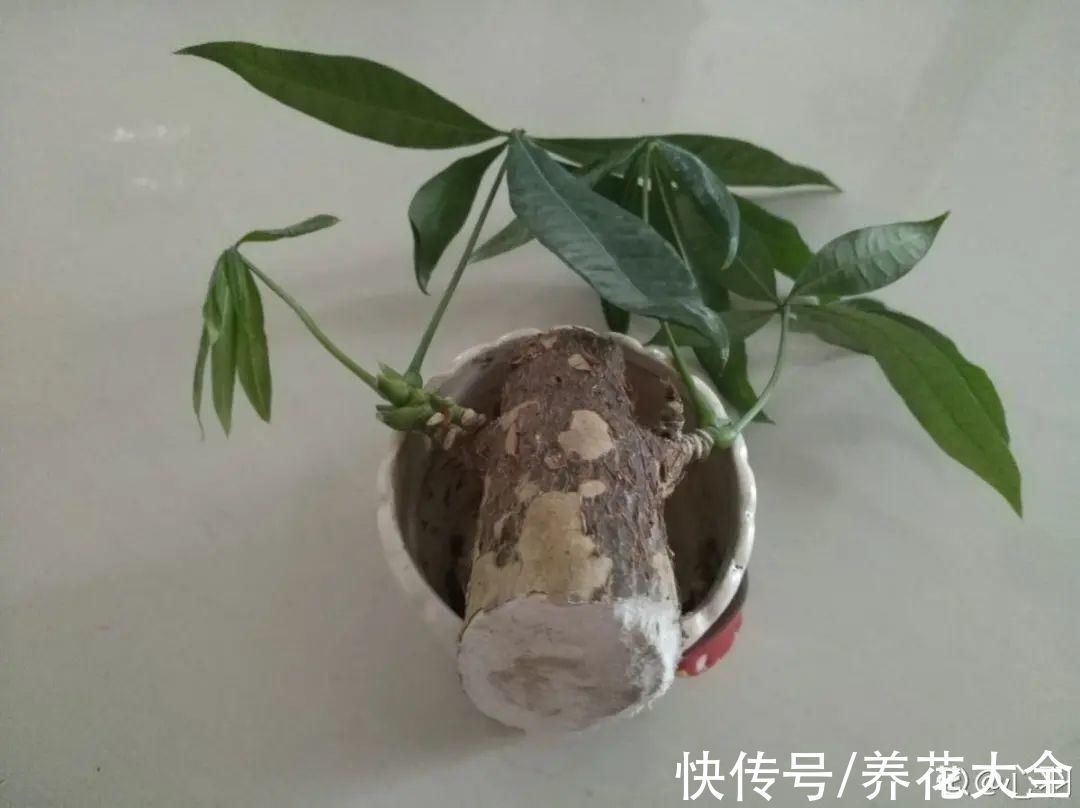 养花大棚倒闭,“贵货花”路边扔了一地,后悔没带个大麻袋