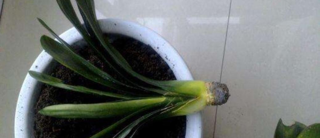 用草木灰养花,有这么多好处,但是这类花卉可不能用