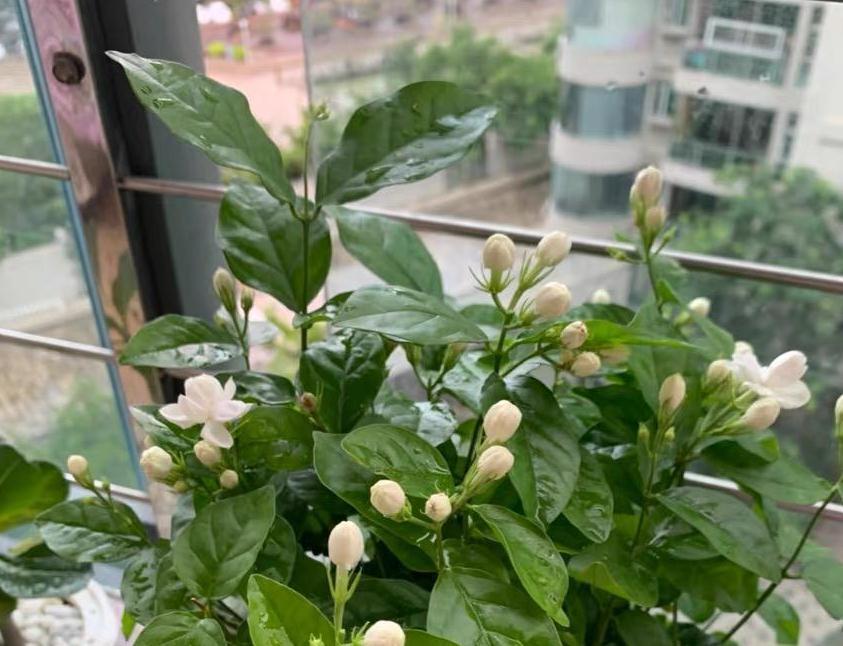 90岁老爷爷为初恋种了满院的茉莉,每次开花,就会引来路人观望