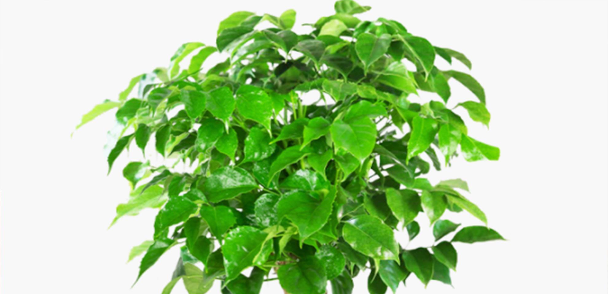 幸福树|夏季养护幸福树,掌握3要素,保证叶片油绿有光泽,长势快