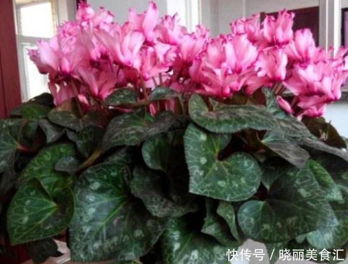 最有仙气的3种花,好养又漂亮,开花一茬又一茬,美如仙境!