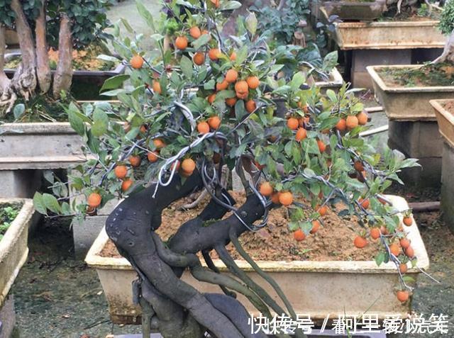 水生植物|河边看到3种“树桩”，捡回家种到花盆里，变盆景树，有价值！