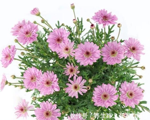 三种盆栽,花开一茬又一茬,便宜还好养,养一盆全年有花赏!