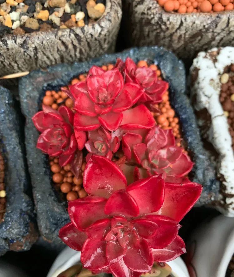 半年时间,多肉从3盆发展到600盆,入坑切莫太心急!