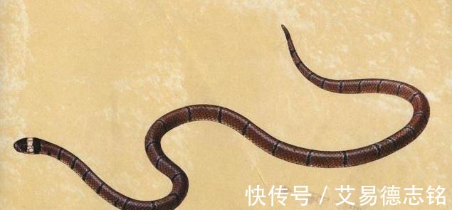 山海经|山海经：有多少神奇的虫子，能吃吗？为何人也算也是虫子的一种？