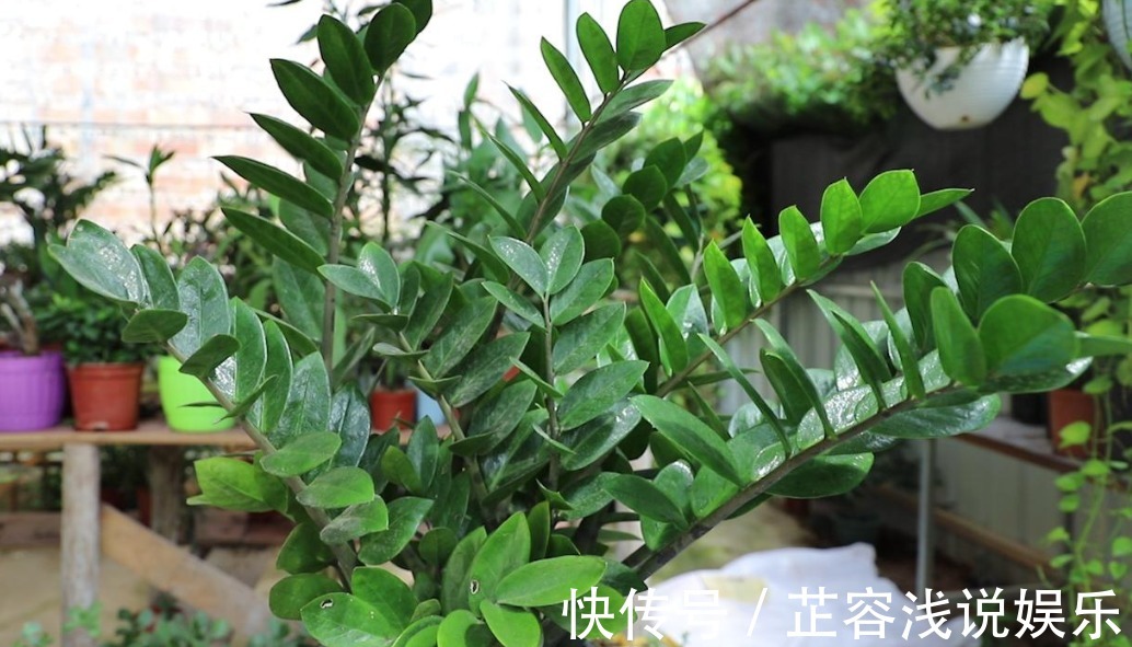 想要金钱树叶子油亮，夏季“这样”做，新手也能养爆盆