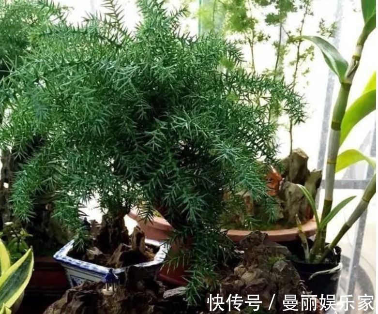 茶水|养花的五大误区，避免这五大错误，你养的花年年开爆阳台