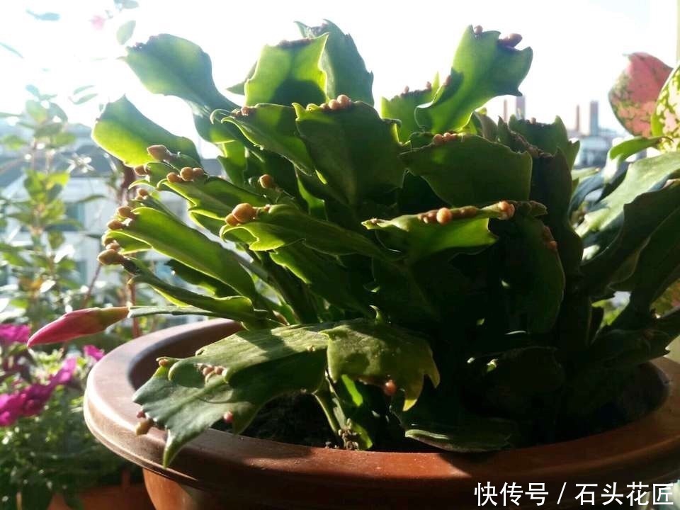 养分|蟹爪兰花苞“蔫不拉几”，这叫做“消苞”现象，有3个原因要知道