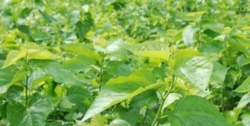 糖友们除了白糖，3种“调味品”最好少碰，血糖也许慢慢平稳