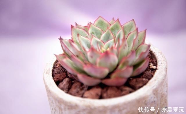 根系不好的多肉|根系好的多肉,平时有这3种表现,及时培养快速长成老桩