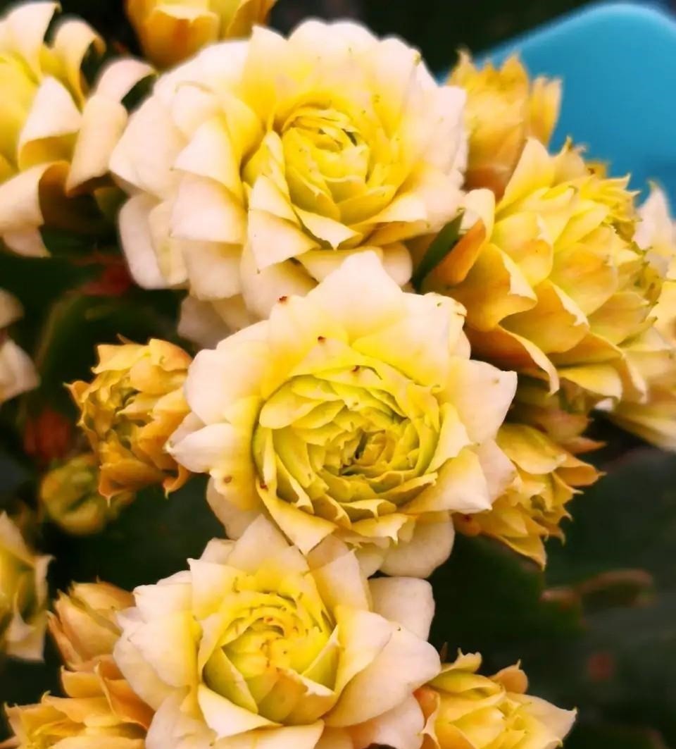 75个长寿花品种，一个比一个美，一起来认识一下吧！