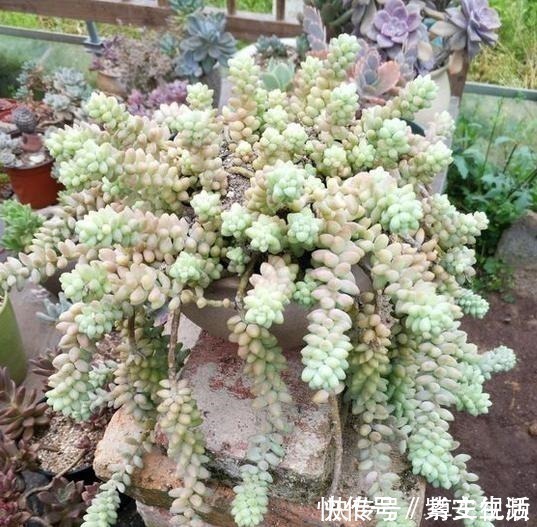 侧芽|把玉坠养出老桩不难,养出艳丽颜色就不简单了!