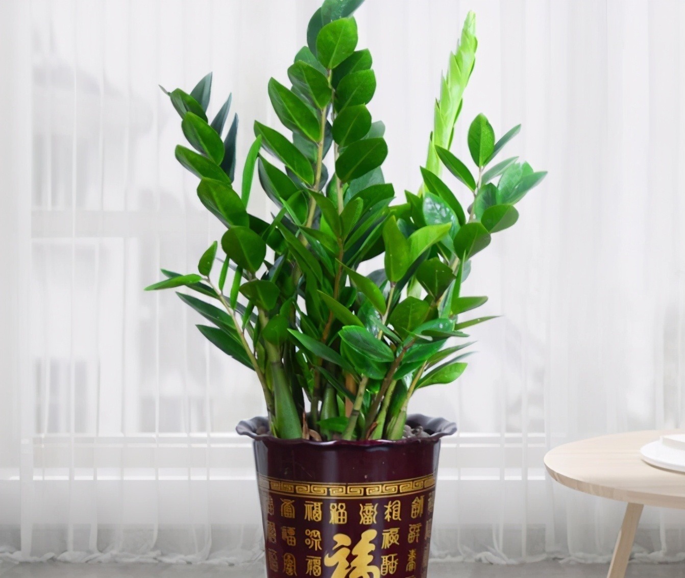 不管穷人富人，客厅建议摆放“3种花”，不贵而且寓意好