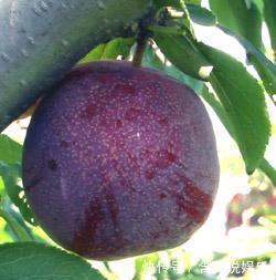 排毒|聪明的人都爱吃此果子,清肝利水,清肠排毒,肌肤细腻有光泽!