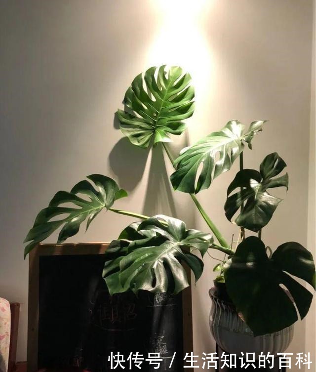 想省心就养这些花，没有病虫害，就爱开花！想省心就养这些花，没有病虫害，就爱开花！