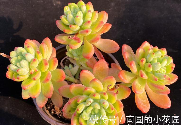 没时间去香格里拉?那养一棵叫香格里拉的多肉吧!味道香香很好闻