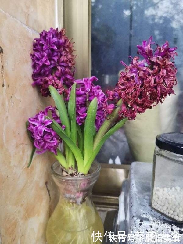 冬天|4种“一次性”花卉,开完就赶紧扔掉,浪费精力也不再开花