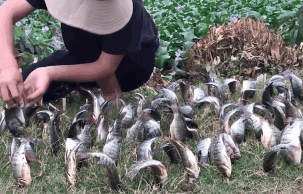 男子把刚抓的鱼,全部插在地上,直到看完才明白：太有才