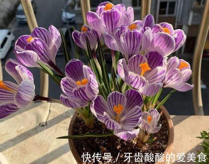 芦荟|6种“女人花”能吃又好闻,采花泡茶养容颜,女人养花,花养美女