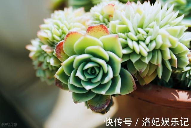 施肥|杨阿姨家的多肉15天浇一次生长水,3个月大变样,成就感满满