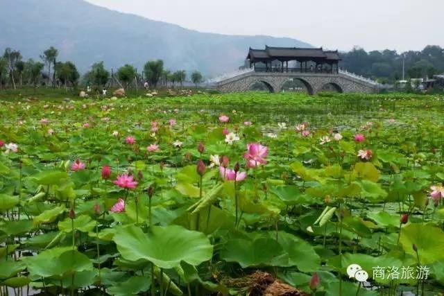 夏日|大暑已至！来商洛，一秒还你清凉～