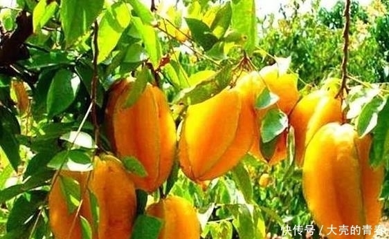 中年|女性容易衰老，多吃此果，促進血液循環，美容抗衰老，顯得更年輕