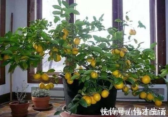 这6种盆栽不用买,水果吃完丢水里泡7天,30天后乐开花!