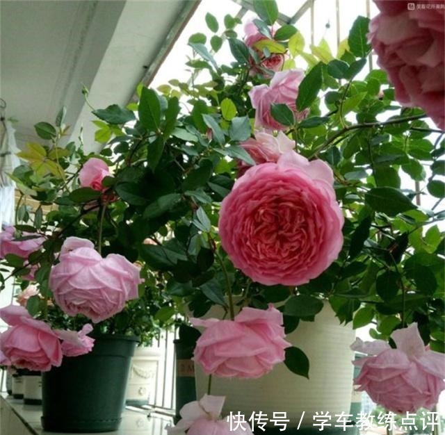 月季蚜虫难消除，喷一种“液体”，蚜虫隔天就“嗝屁”，简单实用！