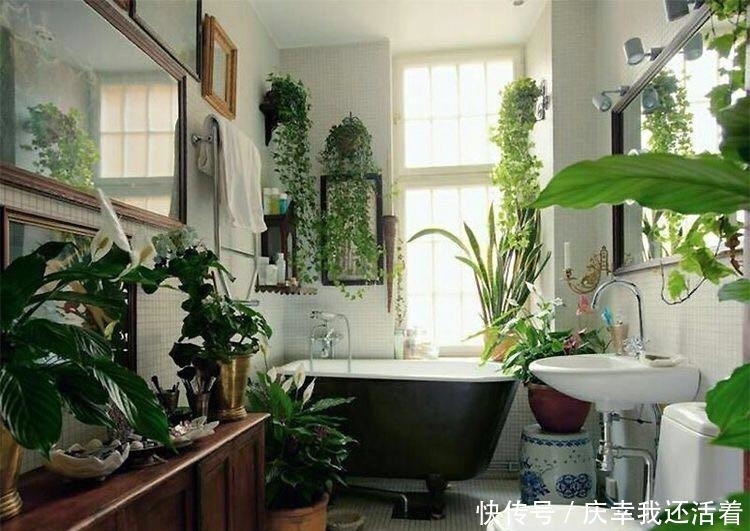 媳妇儿,你把卫生间都种成了花园,人家都不好意思在里面蹲坑了!