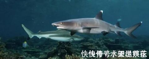 鱼肉|宝宝吃鱼更聪明这7种鱼,一口都不能给宝宝吃!