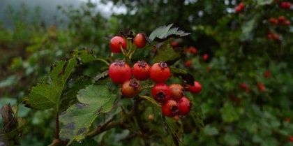 野果子|农村这野果子，小时候放牛时经常见到，秋天成熟时，吃起来酸酸甜甜的！
