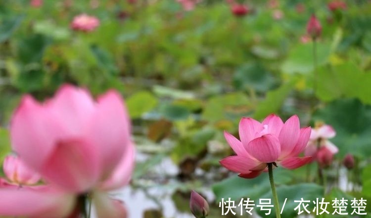 “四蒂睡莲”长什么样?一起来花博园看荷花、莲花群芳争艳